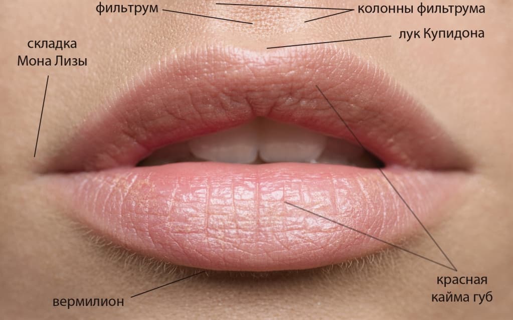 строение губ человека