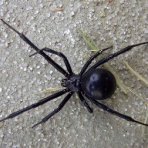 черный паук сонник