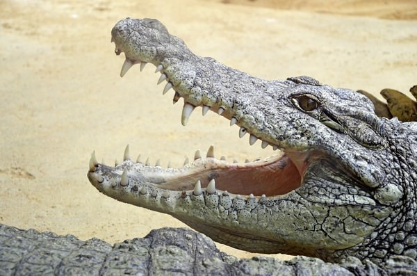 К чему снится крокодил: толкование страшного сна