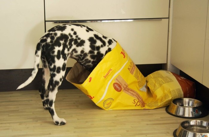 Как хранить сухой корм для собак
