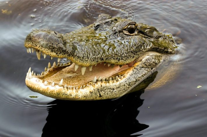 Пасть крокодила торчит из воды