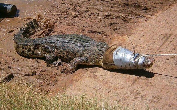 Убитый крокодил