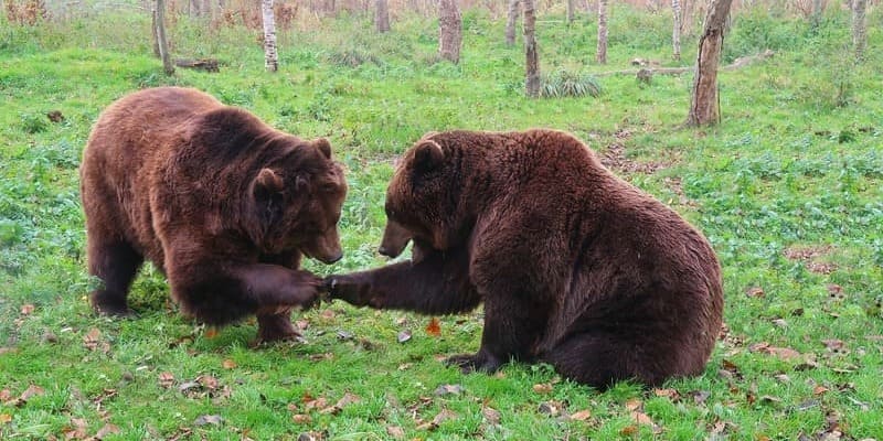 Фото двух медведей