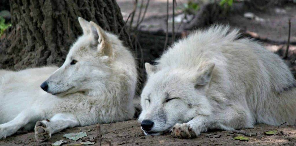 снятся белые волки во сне
