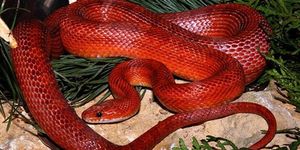 Красная змея во сне