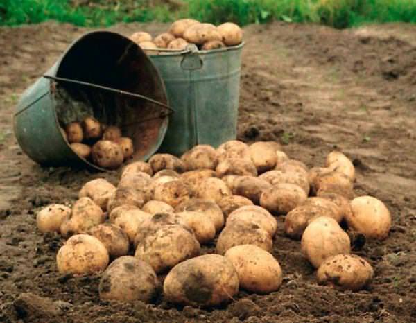 Копать картошку во сне: грядет приличный урожай?