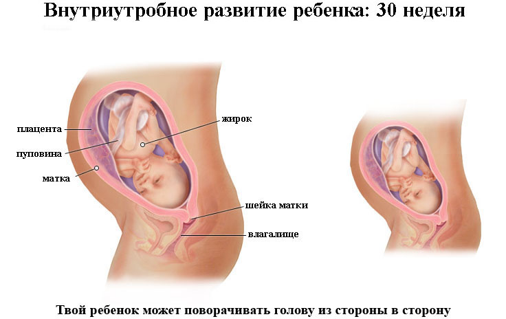 30 неделя беременности: что происходит с малышом и мамой, развитие плода, вес и рост