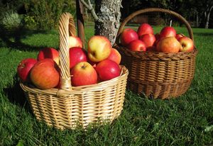 собирать яблоки в корзину