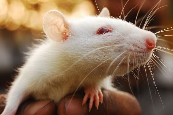 Крыса во сне напоминает о патологии, которая мучает многие годы