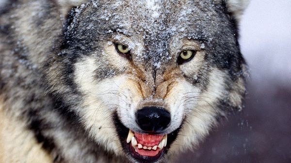 Волк во сне – это очень могущественный и хитрый враг наяву