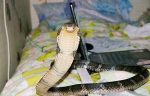 змея снится ребенку