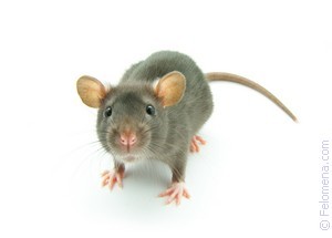 К чему снится крыса во сне — узнаем в популярных сонниках