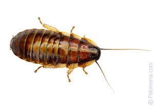 К чему снится таракан — что об этом говорят популярные сонники?