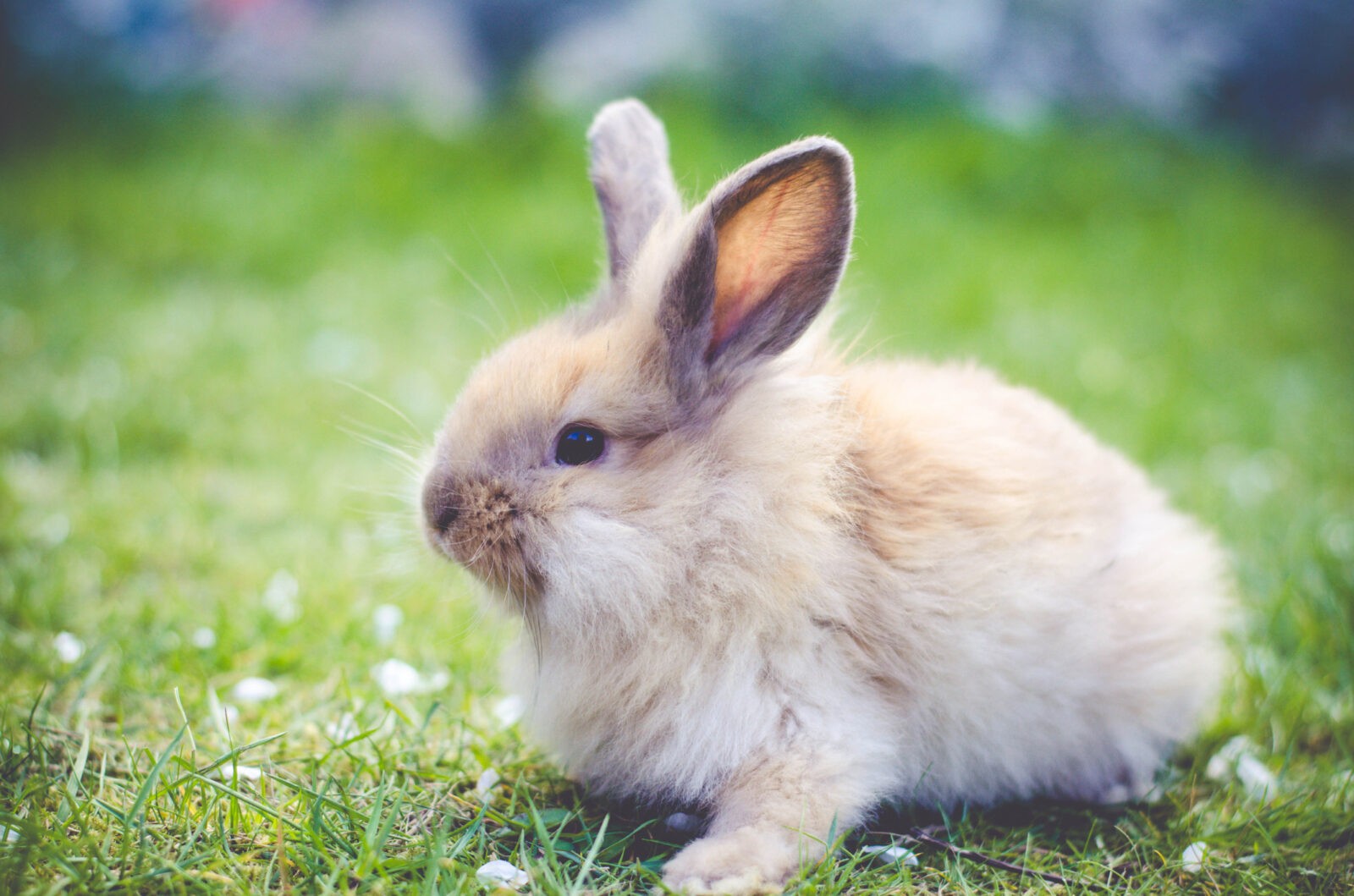 К чему снятся кролики — изучаем популярные сонники