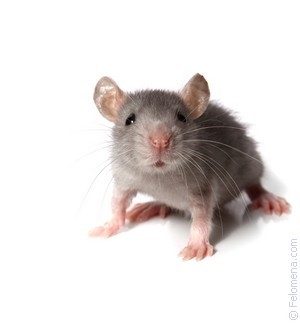 К чему снятся мыши — маленькие, много и живые?