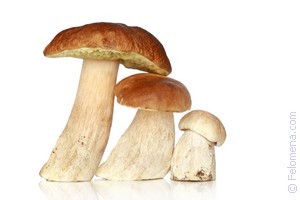 Приснились грибы во сне: что означает по соннику?